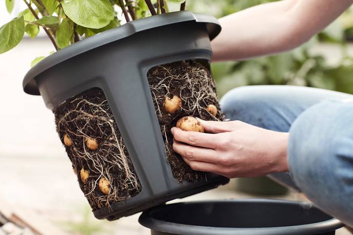 green basics pot de pommes de terre 33cm living noir